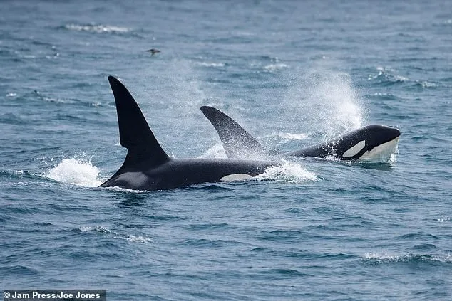 Steve Backshall's Unforgettable Encounter with Killer Whales in Cornwall: A Rare British Wildlife Moment