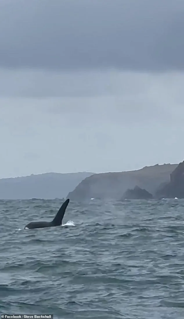 Steve Backshall's Unforgettable Encounter with Killer Whales in Cornwall: A Rare British Wildlife Moment