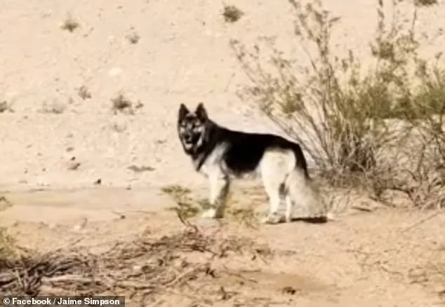 Compassionate Arizona Advocate Rescues Lost Husky in Scorching Desert
