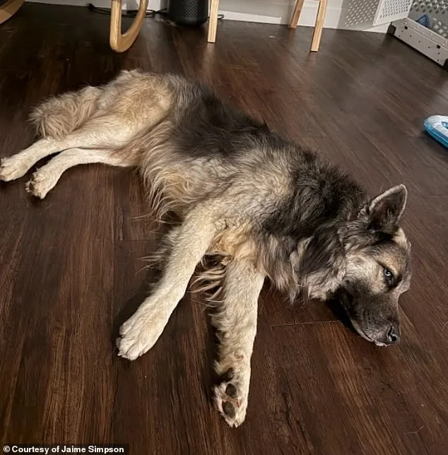 Compassionate Arizona Advocate Rescues Lost Husky in Scorching Desert