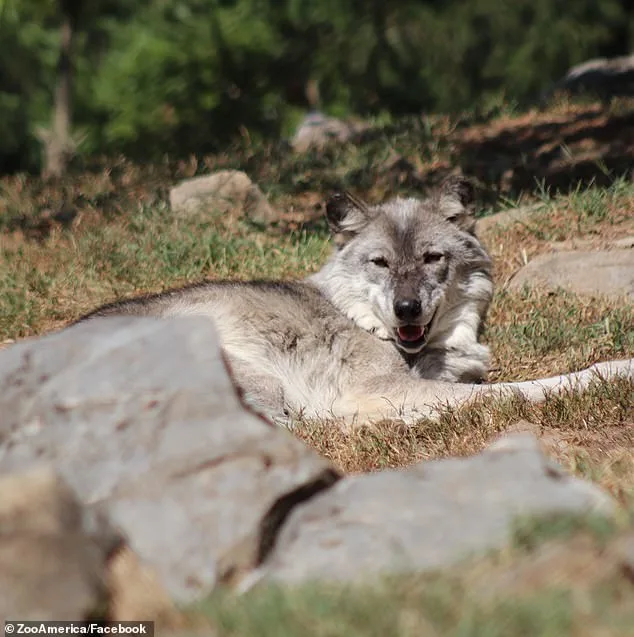 Toddler's Hand Grabbed by Wolf at Hersheypark Zoo; Parents Charged with Neglect