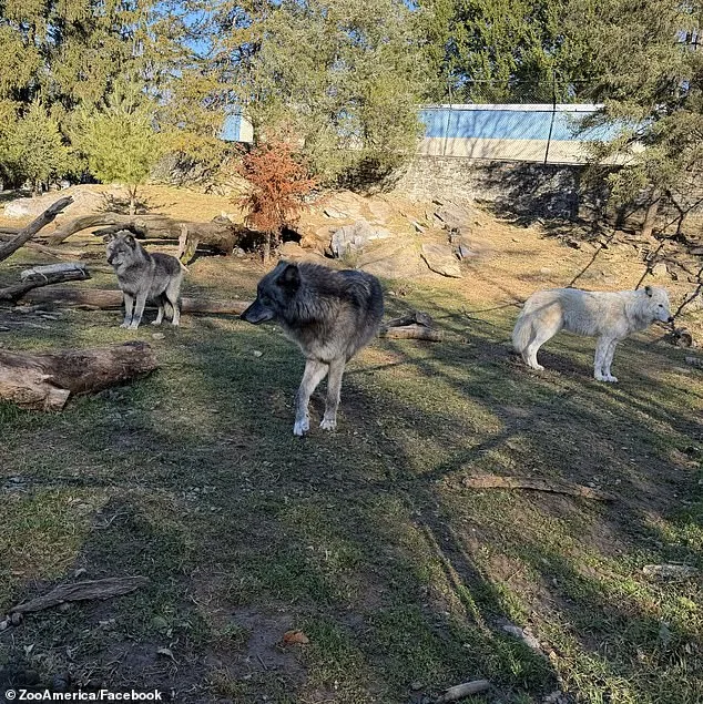 Toddler's Hand Grabbed by Wolf at Hersheypark Zoo; Parents Charged with Neglect