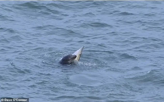 Grey Seals' Alarming Attacks on Dolphins and Porpoises Spark Concern in British Waters