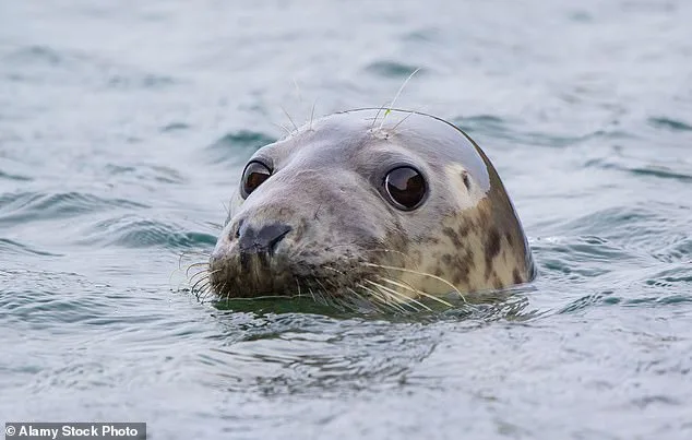 Grey Seals' Alarming Attacks on Dolphins and Porpoises Spark Concern in British Waters