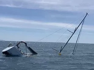 Grey Seals' Alarming Attacks on Dolphins and Porpoises Spark Concern in British Waters