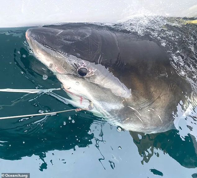 Great White Shark Sights in Palm Beach