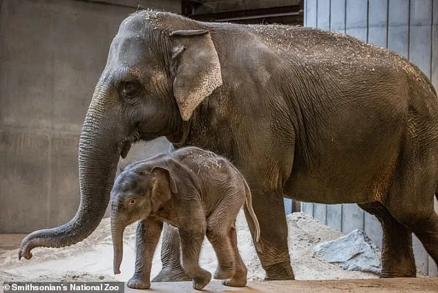 Surrogate 'Auntie' Steps In to Care for Abandoned Elephant Calf.