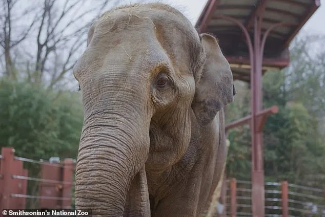 Surrogate 'Auntie' Steps In to Care for Abandoned Elephant Calf.