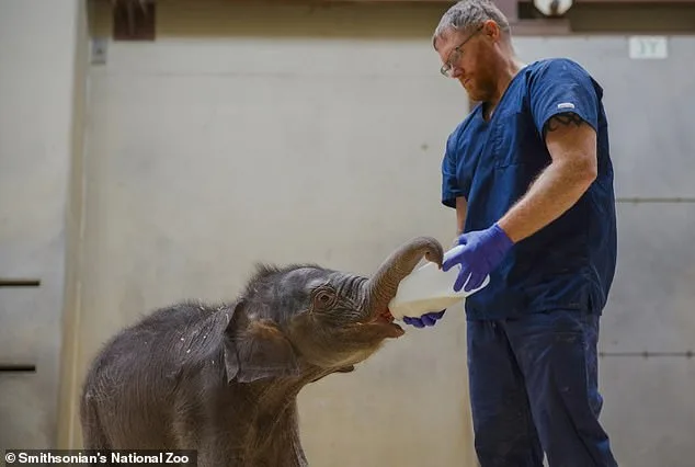 Surrogate 'Auntie' Steps In to Care for Abandoned Elephant Calf.