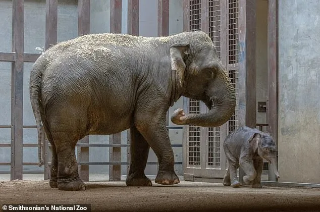 Surrogate 'Auntie' Steps In to Care for Abandoned Elephant Calf.