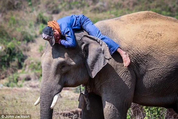 Surrogate 'Auntie' Steps In to Care for Abandoned Elephant Calf.
