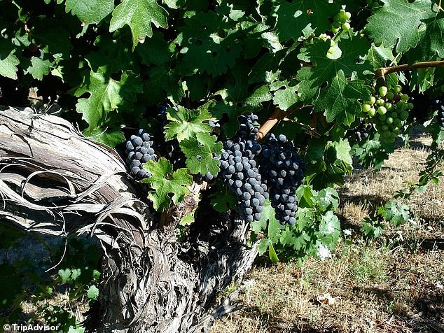 Oregon Winery Heir Sues Siblings Over AI Misuse in Court