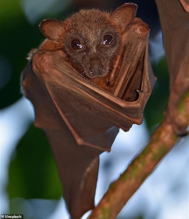Scientists warn of new bat virus capable of infecting humans.
