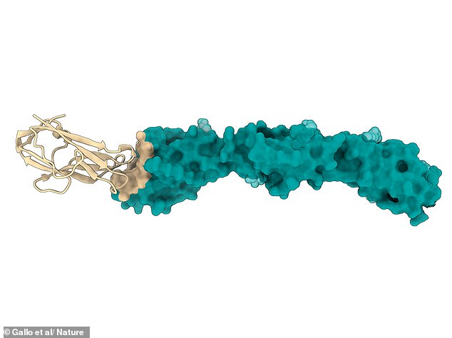 Scientists warn of new bat virus capable of infecting humans.