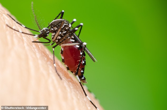 CDC warns travelers as US dengue cases surge 359% in 2024