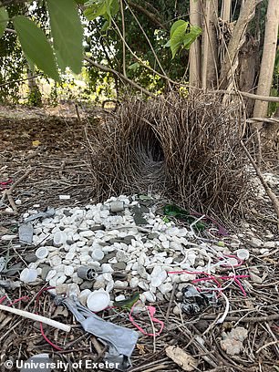 Australian Bowerbirds Incorporate Human Trash Into Mating Displays