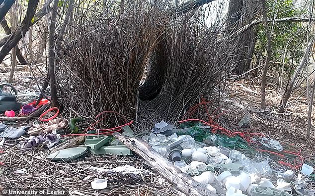 Australian Bowerbirds Incorporate Human Trash Into Mating Displays