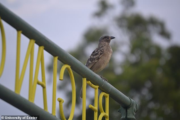 Australian Bowerbirds Incorporate Human Trash Into Mating Displays