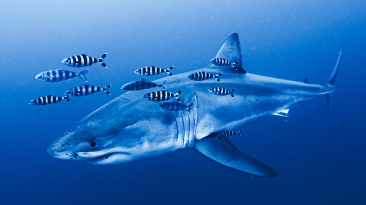 Florida Tops Global Shark Attacks While Mediterranean Great Whites Remain Safe
