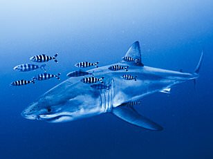 Florida Tops Global Shark Attacks While Mediterranean Great Whites Remain Safe