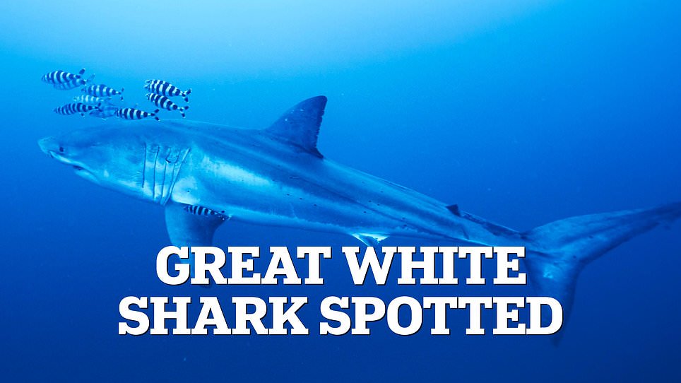 Florida Tops Global Shark Attacks While Mediterranean Great Whites Remain Safe