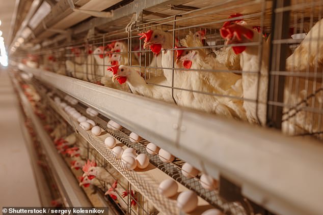Hundreds Fall Ill From Antibiotic-Resistant Salmonella Linked to Backyard Chickens