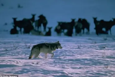 Wyoming residents outraged at legislators for failing to ban intentional wildlife runs