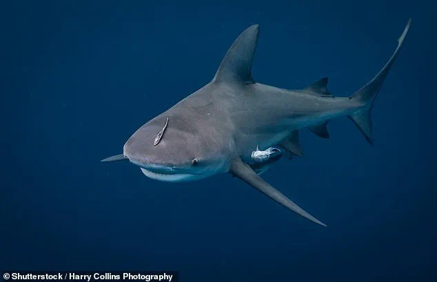 Canadian woman has hands bitten off by shark while vacationing in Turks and Caicos Islands