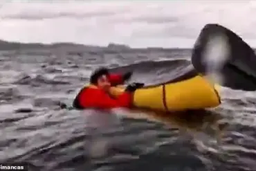 Massachusetts Lobster Diver 'Vindicated' by Whale Attack Footage