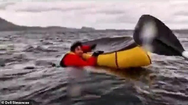 Massachusetts Lobster Diver 'Vindicated' by Whale Attack Footage