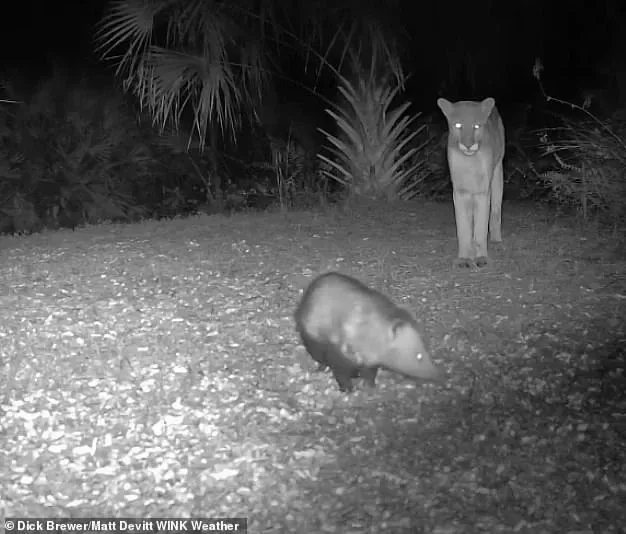 Unusual Animal Interaction: Florida Panther and Opossum Catch Eyes in Unlikely Encounter