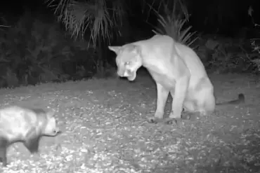 Unusual Animal Interaction: Florida Panther and Opossum Catch Eyes in Unlikely Encounter