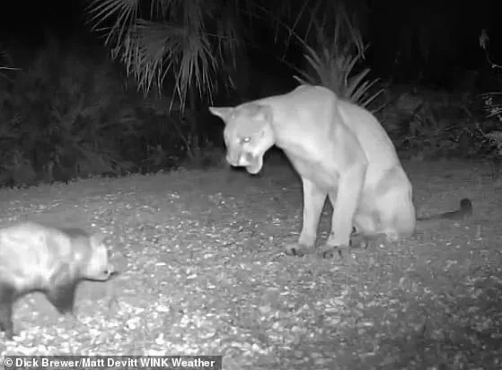 Unusual Animal Interaction: Florida Panther and Opossum Catch Eyes in Unlikely Encounter