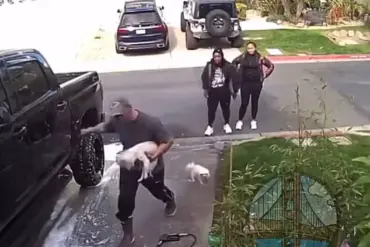 Vicious Attack on Dog Captures Shocking Bellwright Footage in Pittsburg