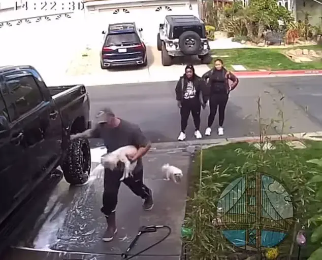 Vicious Attack on Dog Captures Shocking Bellwright Footage in Pittsburg