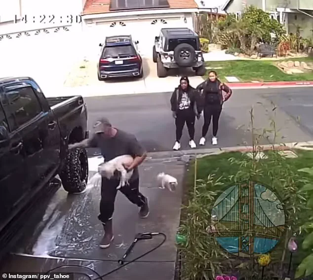 Vicious Attack on Dog Captures Shocking Bellwright Footage in Pittsburg