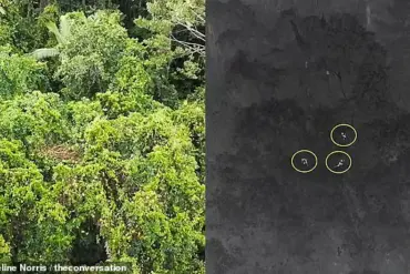 Breakthrough in Detecting Elusive Tree Kangaroos with Thermal Drones