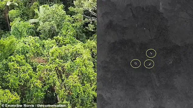Breakthrough in Detecting Elusive Tree Kangaroos with Thermal Drones