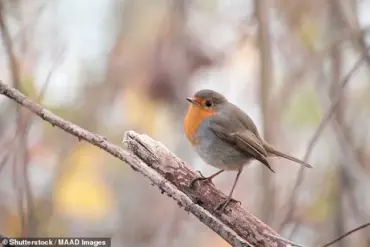 Fermented Winter Berries: The Secret to Attracting Robins to Your Garden
