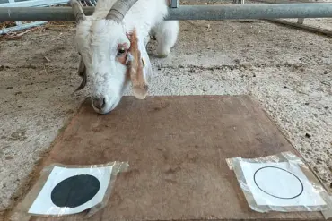 Goats Show Advanced Intelligence in New Study