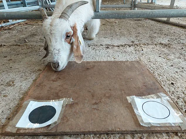 Goats Show Advanced Intelligence in New Study