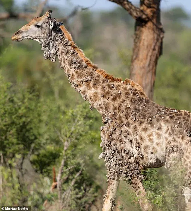 Heartbreaking Photos Show Poor Giraffe Suffering From Unusual Viral Infection