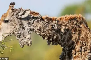 Heartbreaking Photos Show Poor Giraffe Suffering From Unusual Viral Infection