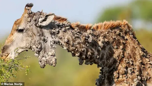 Heartbreaking Photos Show Poor Giraffe Suffering From Unusual Viral Infection