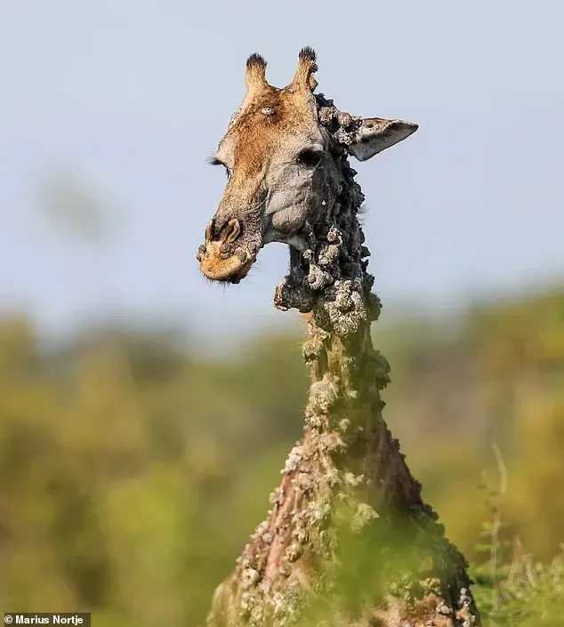 Heartbreaking Photos Show Poor Giraffe Suffering From Unusual Viral Infection
