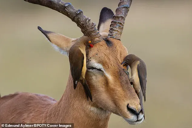 Heartbreaking Photos Show Poor Giraffe Suffering From Unusual Viral Infection
