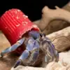 Mediterranean's Calypso Deep: Europe's Deepest Garbage Dump Revealed