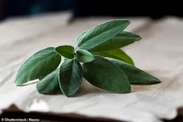 Scripps Research Team Unveils Potential Breakthrough Drug for Alzheimer's Derived from Common Herbs
