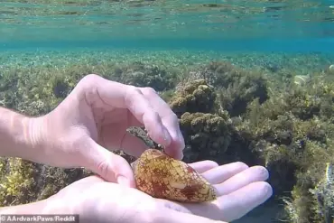 Snorkeler Escapes Danger After Discovering Deadly Shell in Red Sea