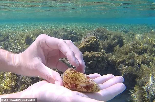 Snorkeler Escapes Danger After Discovering Deadly Shell in Red Sea